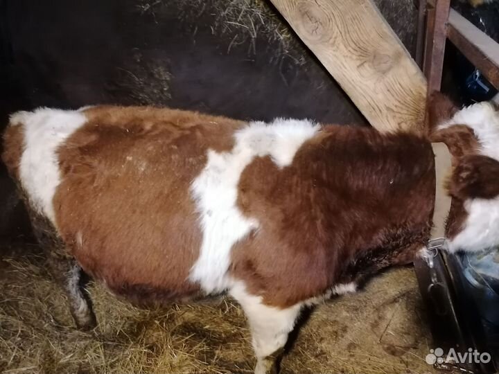 Бычки и тёлки