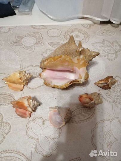 Морские ракушки