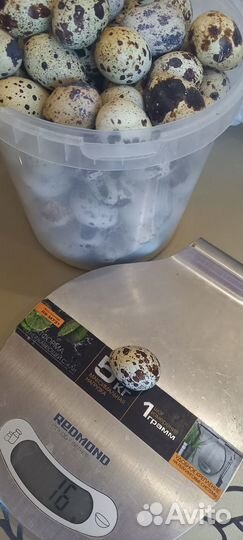 Перепела яйцо столовое и инкубационное