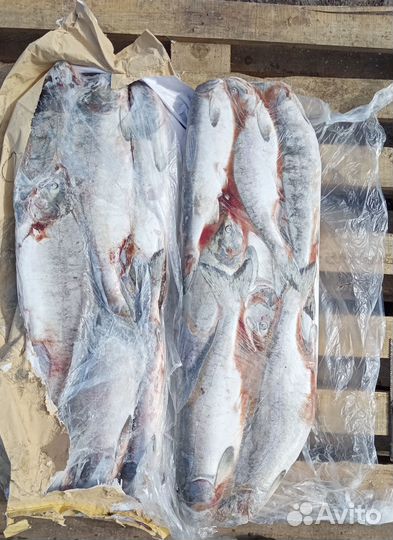 Горбуша Н/р с/м