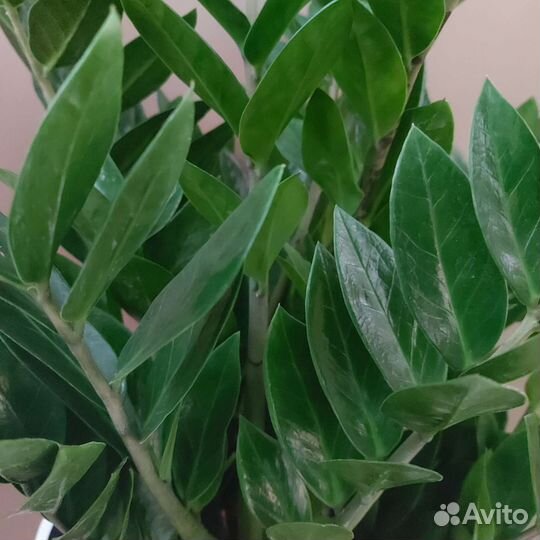 Замиокулькас Комнатные растения Тюмень