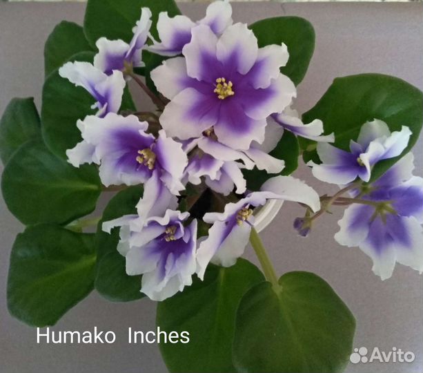 Сортовые фиалки