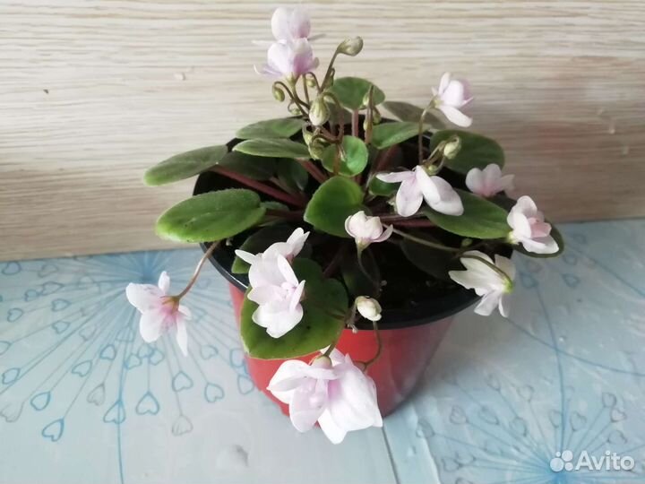 Фиалки сортовые