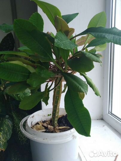 Молочай трехгранный