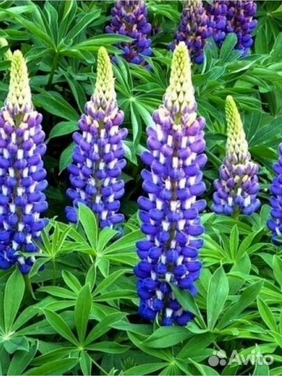 Семена люпина