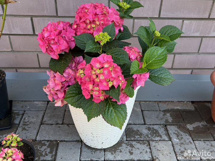 Гортензия крупнолистная Юник