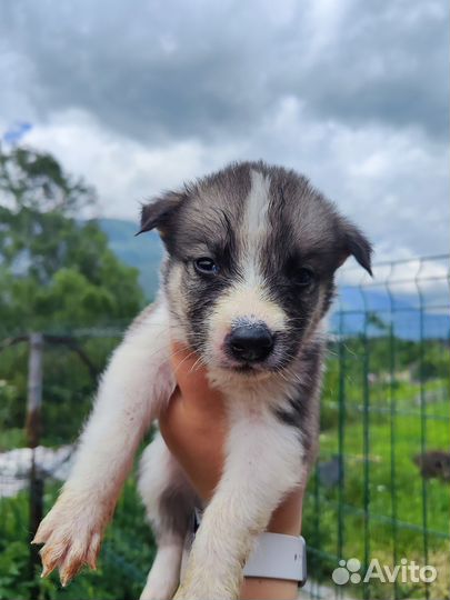 Щенки хаски бесплатно