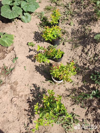 Спирея японская, голд