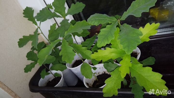 Дубки растения