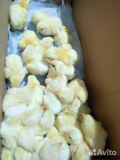 Цыпленок бройлера Кобб 500 в наличии импорт