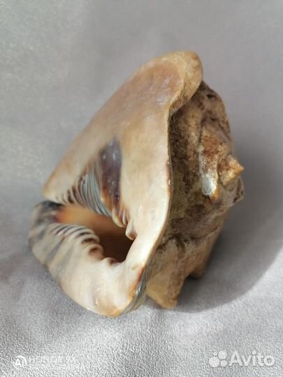 Морская раковина 18 см