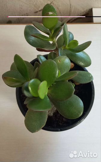 Толстянка (Денежное дерево)