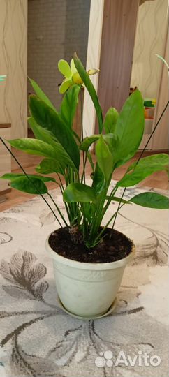 Комнатные цветы