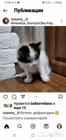 Котята в добрые руки приучены к лотку