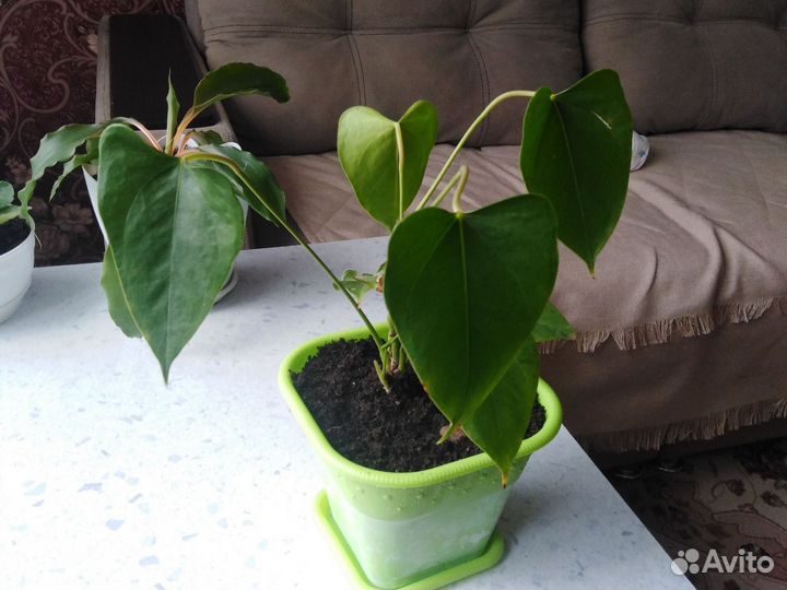 Антуриум андрэ Amigo Basic