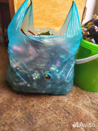 Гладиолусы луковицы