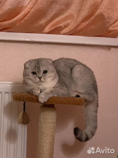 Шотландские коты