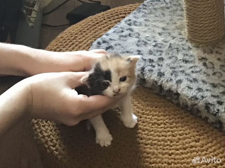 Котята. Радость в дом