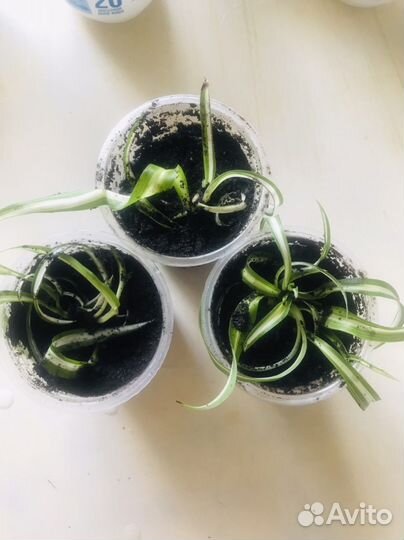 Комнатные цветы