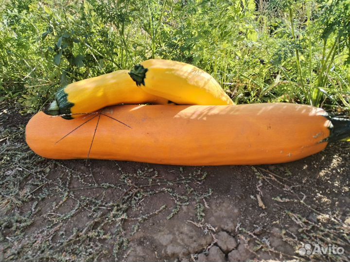 Семена кабачков