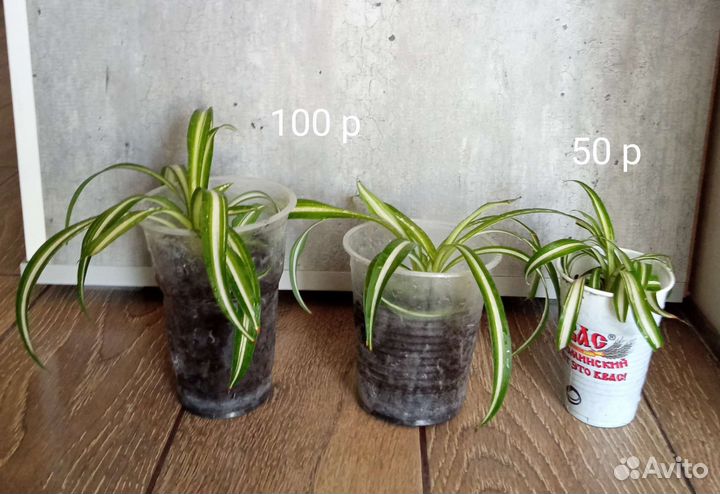 Хлорофитум