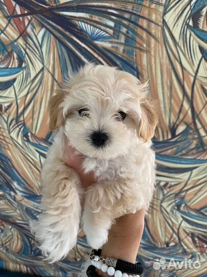 Мальтипу Сабака щенок