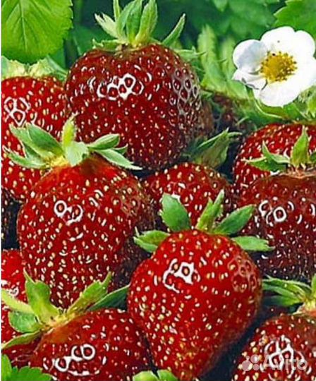 Клубника Зенга Зенгана