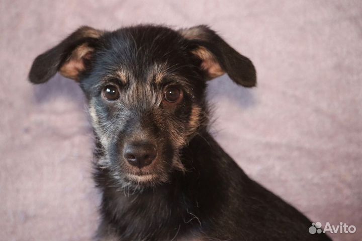 Миниатюра в добрые руки