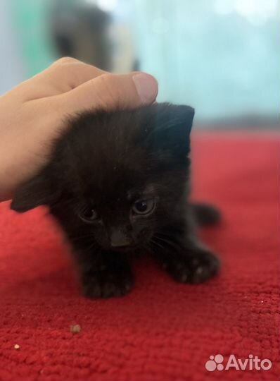 Котята