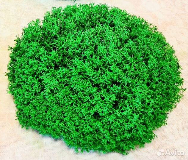 Мох стабилизированный