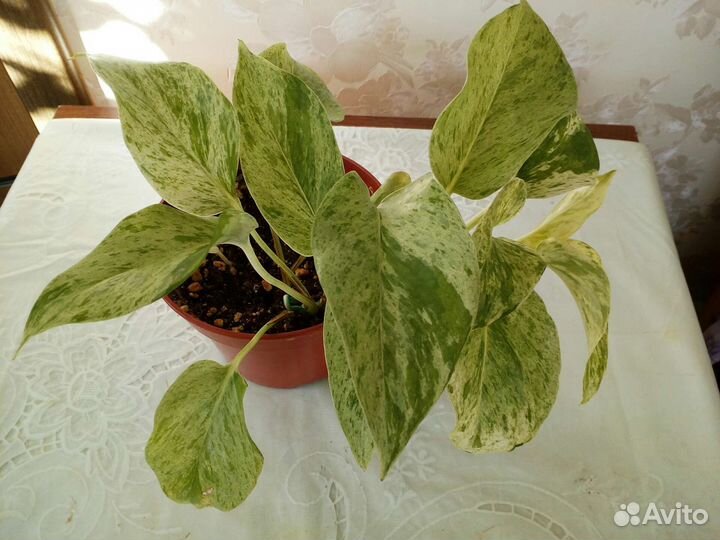 Комнатные цветы