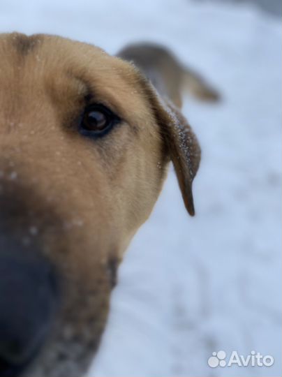 Собака в добрые руки