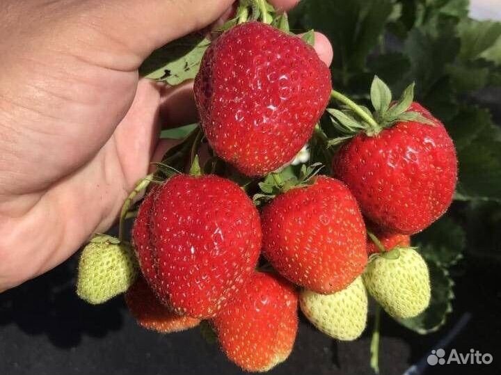 Клубника зенга-зенгана