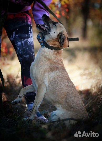 Милая Манечка