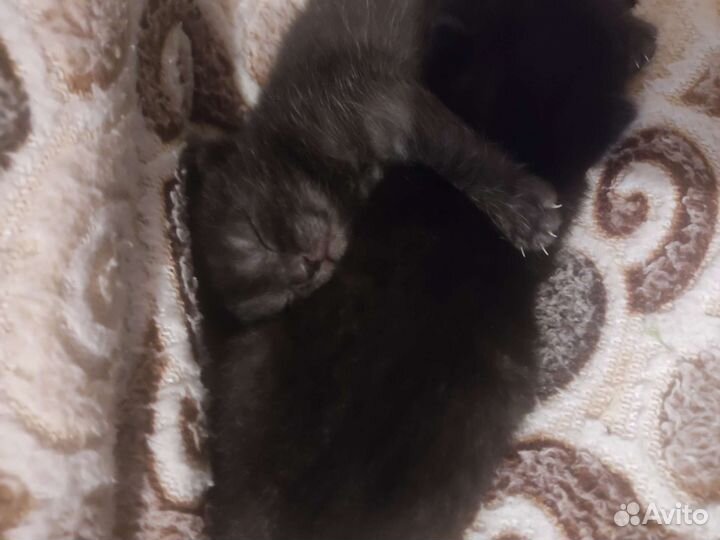 Вислоухие котята