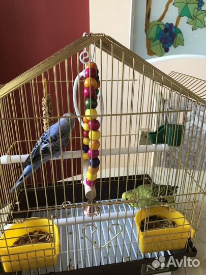 Волнистые молодые попугайчики пара