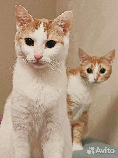 Рыжие молодые кошки в дар
