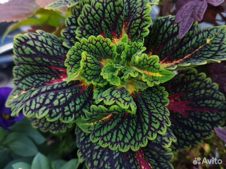 Колеус вегетативный черенки