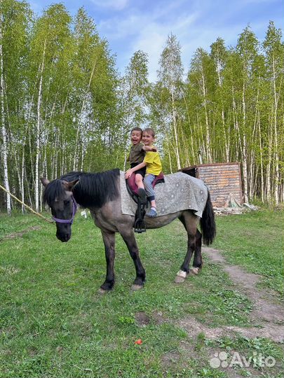 Конные прогулки, прокат лошадей, иппотерапия