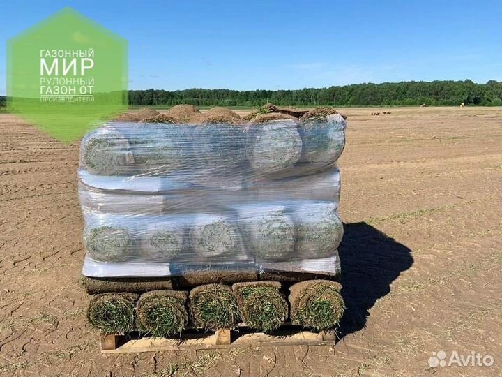 Рулонный газон