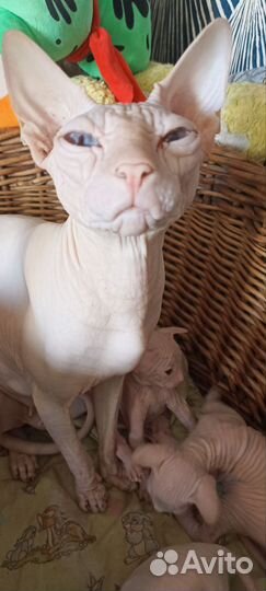 Канадский сфинкс котенок