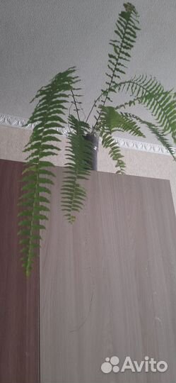 Папоротник комнатный