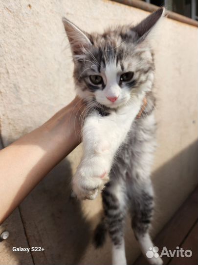 Сибирский кот