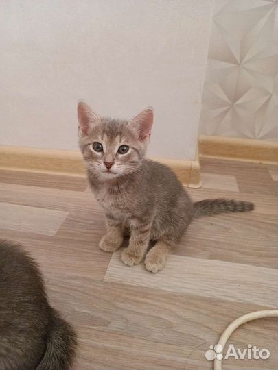 Кошка в дар бесплатно