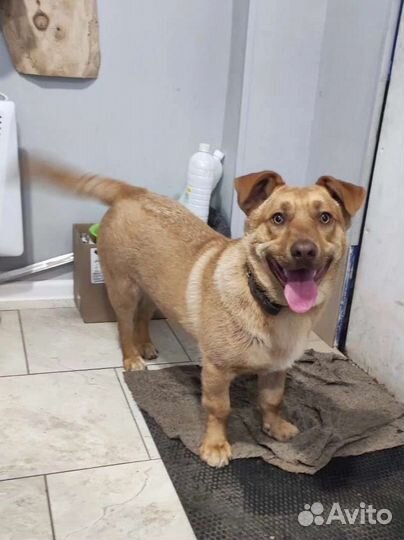 Коротколапый мальчишка