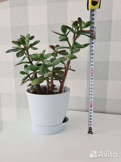 Цветы толстянки денежное дерево