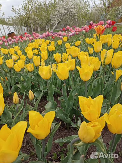 Луковицу тюльпанов продаю