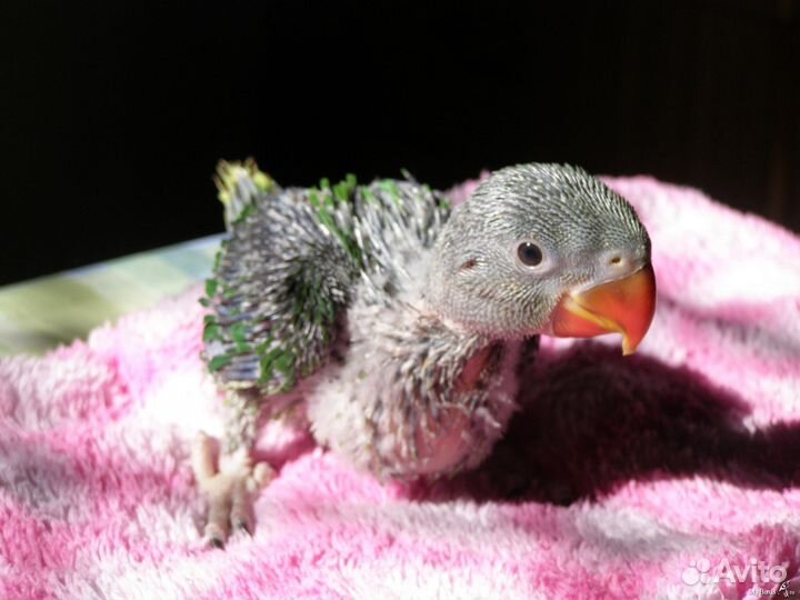 Птенцы говорящих попугаев