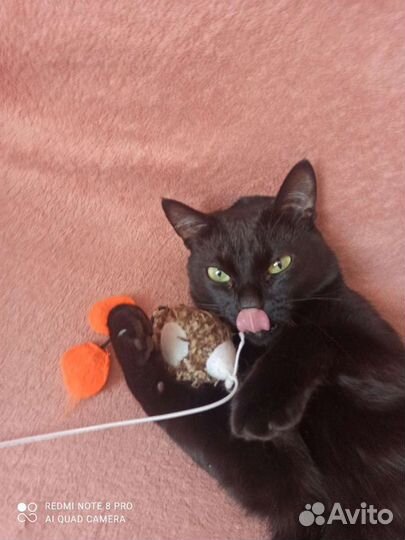 Передержка кошек/котов