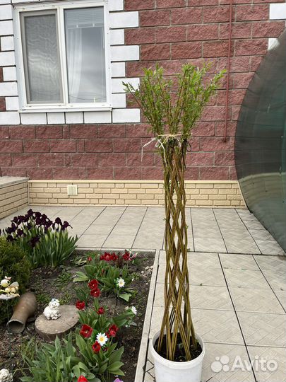 Плетеные деревья из ивы